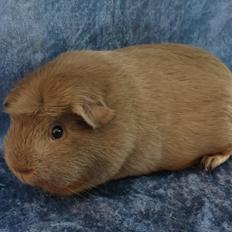 Marsvin Little Diamonds Bella Donna