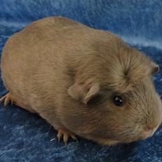 Marsvin Little Diamonds Bella Donna