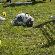 Kanin Dolls Inpavidus Herakles