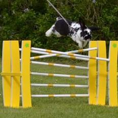 Kanin Fønix af Pecasus 