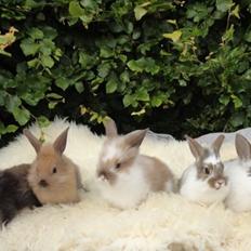 Kanin Gandrups Junior