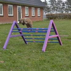 Kanin Sofiagårdens Eagle Air