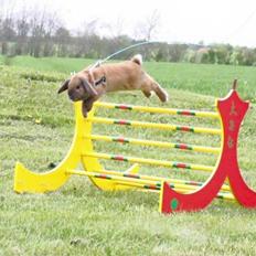 Kanin Sofiagårdens Eagle Air