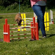 Kanin Sofiagårdens Eagle Air