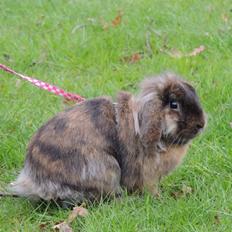 Kanin Pletvangs Mind Maker