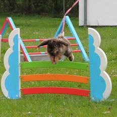 Kanin Pletvangs Mind Maker