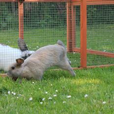 Kanin Sommerly's Jellyfish Cloud