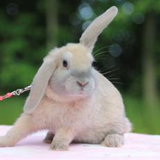 Kanin Sommerly's Jellyfish Cloud