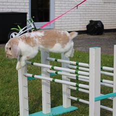 Kanin Magics Epic Dilution *Delle*