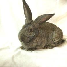 Kanin Stald Jordbro's Filur