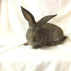 Kanin Stald Jordbro's Filur