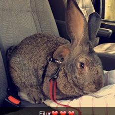 Kanin Stald Jordbro's Filur