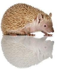 Pindsvin Millan (Tenrec)
