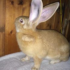 Kanin Stald Jordbro's Wilma Flidendstone