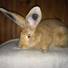 Kanin Stald Jordbro's Wilma Flidendstone