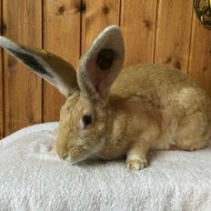 Kanin Stald Jordbro's Wilma Flidendstone