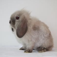 Kanin Plyshusets Silke