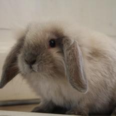 Kanin Plyshusets Silke