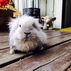 Kanin Plyshusets Silke