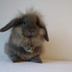 Kanin Plyshusets Lille Skid 