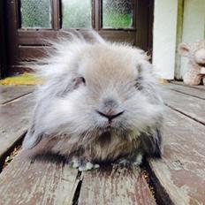 Kanin Plyshusets Lille Skid 