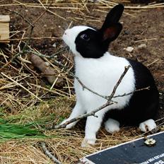 Kanin Ai Campari Keevah