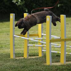 Kanin Lyngs American Eagle