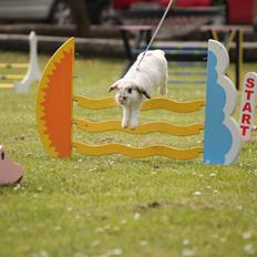 Kanin HaMas Public Enemy af Gress