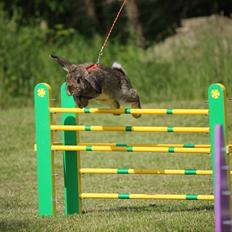 Kanin Lyngs Stand Out