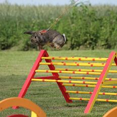 Kanin Lyngs Stand Out