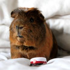 Marsvin Sir Monty Montgomery "Satan"