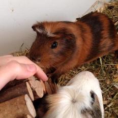 Marsvin Sir Monty Montgomery "Satan"