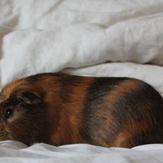 Marsvin Sir Monty Montgomery "Satan"