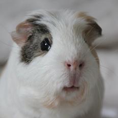 Marsvin Sir Bertil Munk