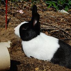 Kanin Major Lee Cosmo