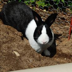 Kanin Major Lee Cosmo