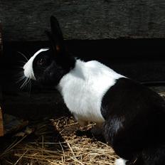 Kanin Major Lee Cosmo