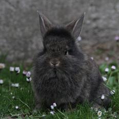 Kanin Taras Neonate Phuss