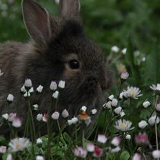 Kanin Taras Neonate Phuss