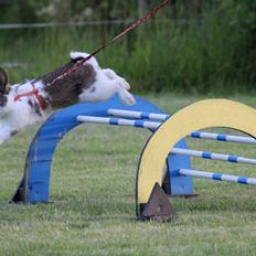 Kanin Solens Triops Biloba