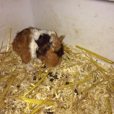 Marsvin Gainesville Rock City Speedy [himmel gris]