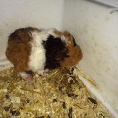 Marsvin Gainesville Rock City Speedy [himmel gris]