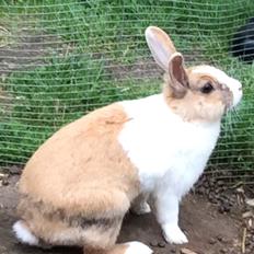 Kanin Bygholms Kiiro