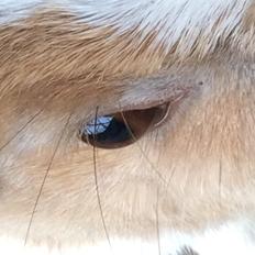 Kanin Bygholms Kiiro