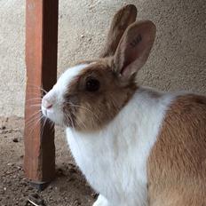 Kanin Bygholms Kiiro