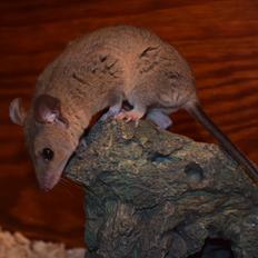 Sugar glider Mateo (korthalet opossum)