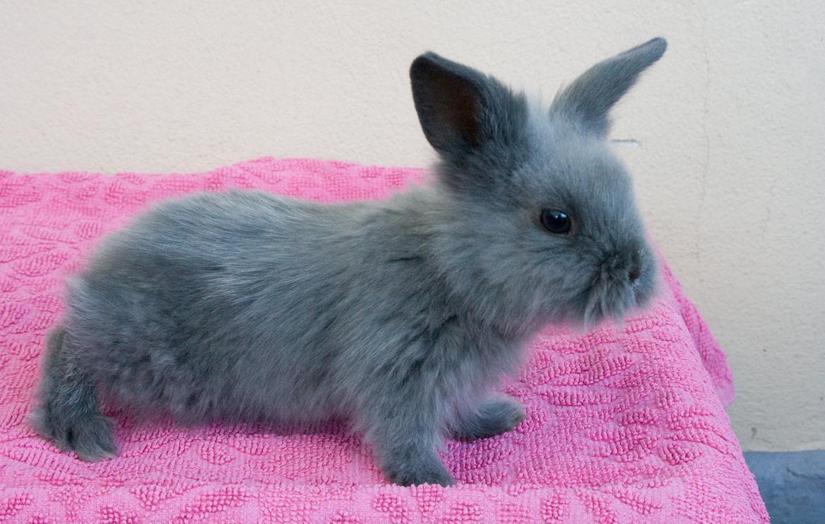 Kanin BlueBunnies AlPi Jon Snow "Blue" billede 20