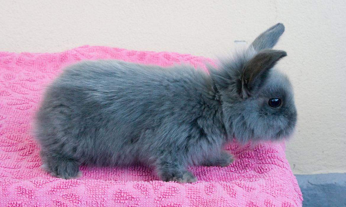 Kanin BlueBunnies AlPi Jon Snow "Blue" billede 21