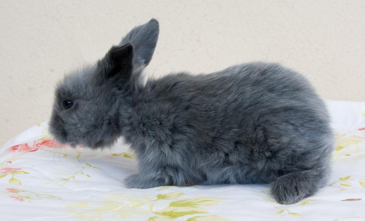Kanin BlueBunnies AlPi Jon Snow "Blue" billede 22