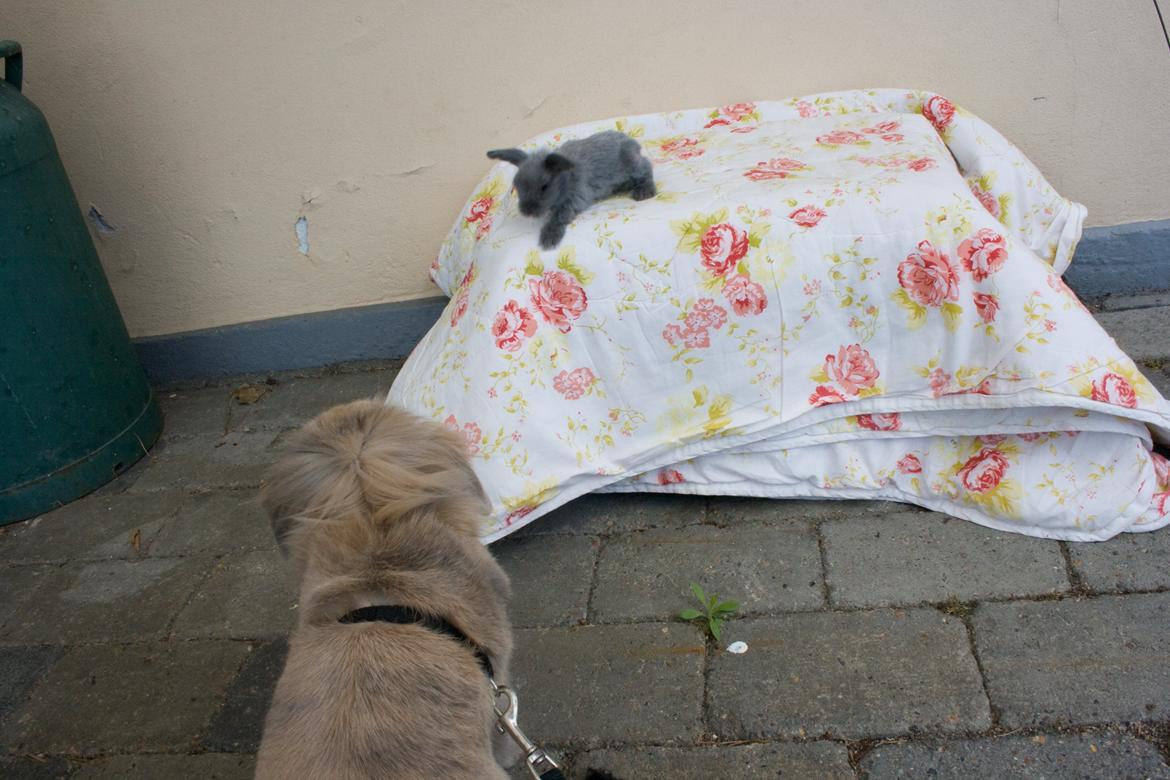 Kanin BlueBunnies AlPi Jon Snow "Blue" - Farmand Albus hilser på lille blyp billede 24